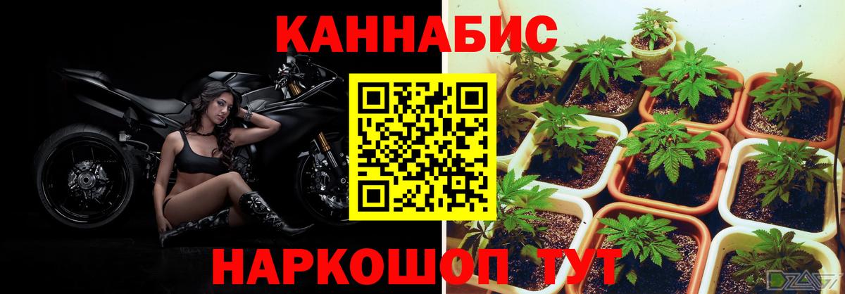 Бошки Шишки Amnesia Донецк